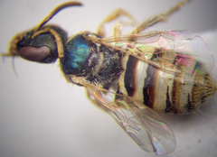 Nomioides minutissimus