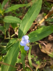 Commelina auriculata