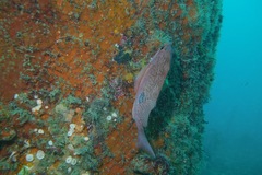 Caesioperca lepidoptera