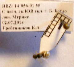 Nomioides minutissimus