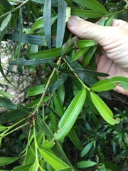 Podocarpus elatus