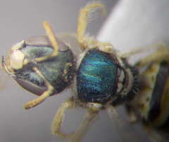 Nomioides minutissimus