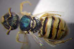 Nomioides minutissimus