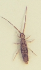 Entomobrya katzi