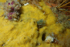 Notoclinops caerulepunctus