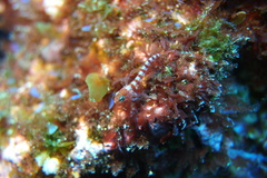 Notoclinops segmentatus