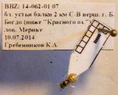 Nomioides minutissimus