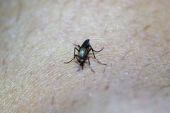 Psorophora cyanescens