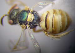 Nomioides minutissimus