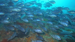 Chromis dispila