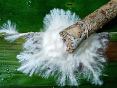 Etheirodon fimbriatum