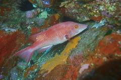 Bodianus unimaculatus