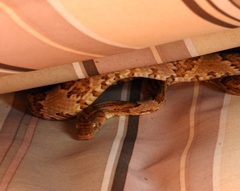 Trimorphodon paucimaculatus