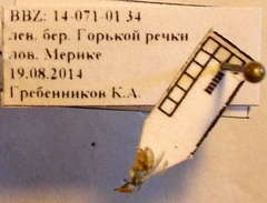 Nomioides minutissimus