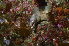 Gymnothorax nubilus