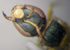 Nomioides minutissimus