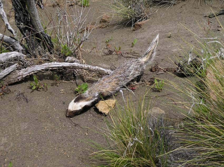 Patagonian Weasel