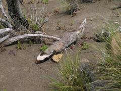 Patagonian Weasel photo 1