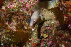 Gymnothorax nubilus