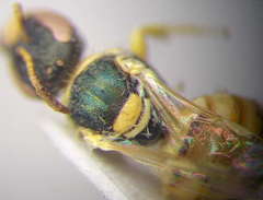 Nomioides minutissimus