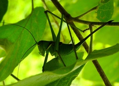 Neobarrettia sinaloae