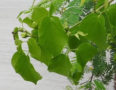 Amphilophium paniculatum