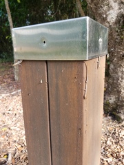 Cryptoblepharus virgatus