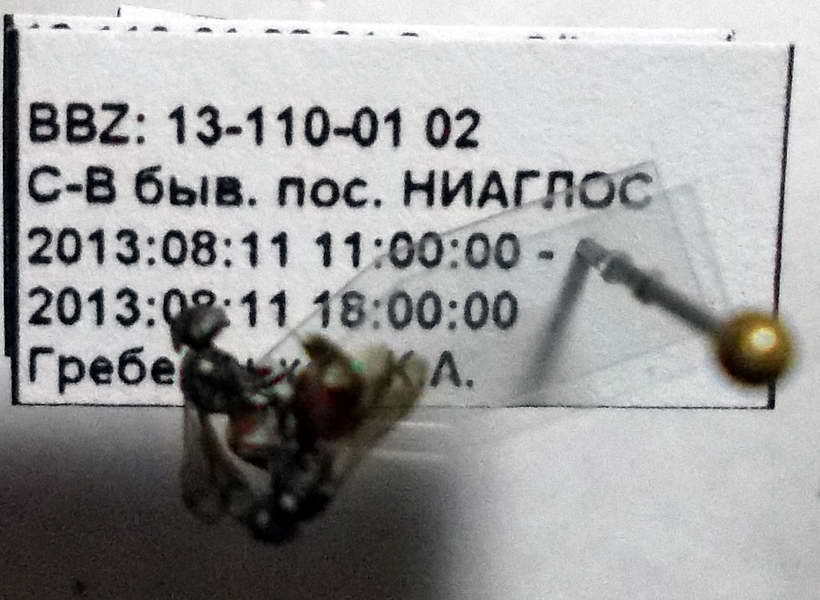 Small Spurred Digger Wasp