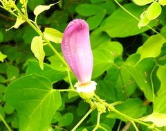 Amphilophium paniculatum