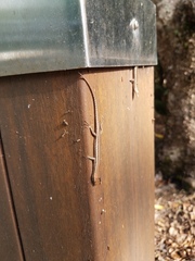 Cryptoblepharus virgatus