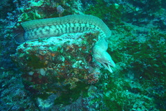 Gymnothorax nubilus
