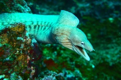 Gymnothorax nubilus