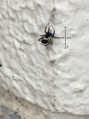 Steatoda cingulata