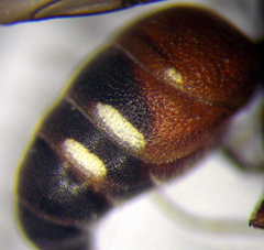 Nysson dimidiatus