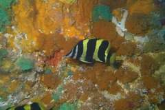 Amphichaetodon howensis