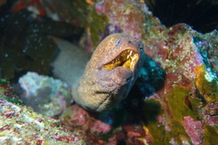 Gymnothorax porphyreus