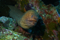 Gymnothorax porphyreus