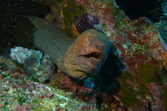 Gymnothorax porphyreus