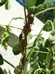 Pachylis nervosus