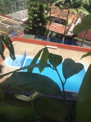 Brosimum alicastrum