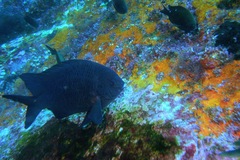 Parma alboscapularis