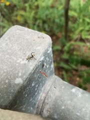 Polyrhachis cupreata