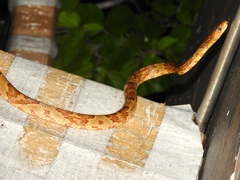 Trimorphodon paucimaculatus