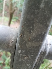 Polyrhachis cupreata