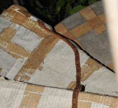 Trimorphodon paucimaculatus