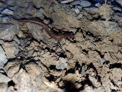 Plethodon dorsalis