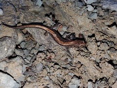 Plethodon dorsalis