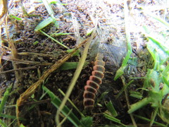 Lucidota atra