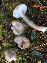 Lactarius pseudomucidus