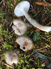 Lactarius pseudomucidus